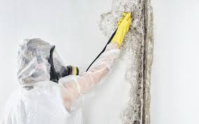 Why You Should Choose Our Mold Remediation Services in Grizzly Flats, CA